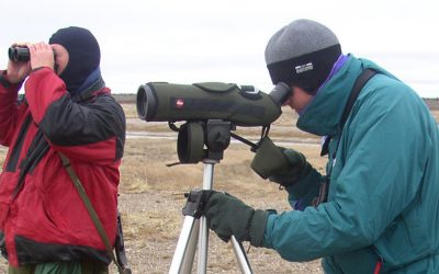 Coming up in 2021: Ontario’s third Breeding Bird Atlas!