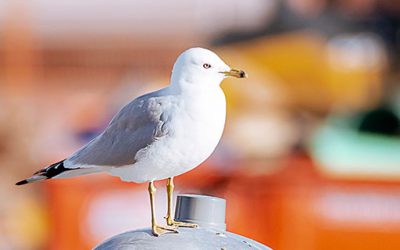 We flock together: Join us for the Toronto Bird Celebration, take-out edition!