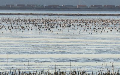 Recommendations in Roberts Bank Terminal 2 report will not sufficiently protect Canada’s birds