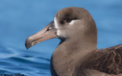 Wet and wild seabird facts for World Albatross Day!