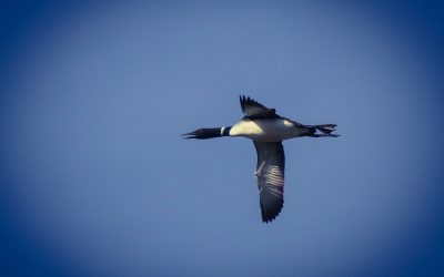 Fantastic Loons and Where to Find Them