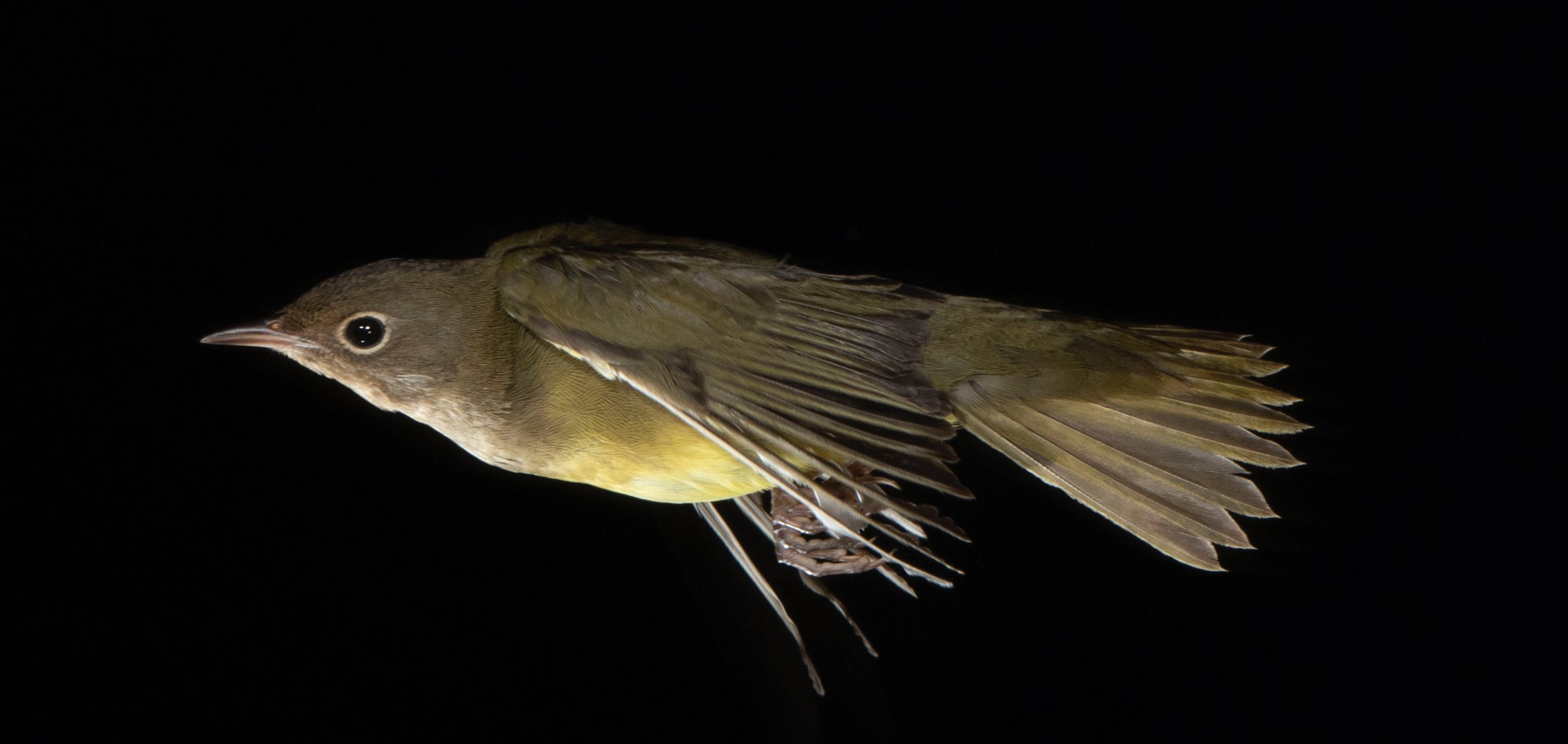 Connecticut Warbler in flight in front of a dark background 