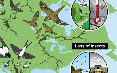 A roadmap to rescuing aerial insectivores