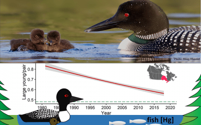 New study helps explain why loons are raising fewer chicks in Ontario