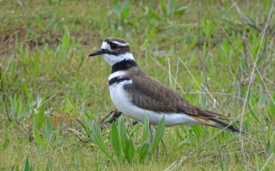 Citizen Scientists help us understand benefits of reduced traffic for birds at Esquimalt Lagoon