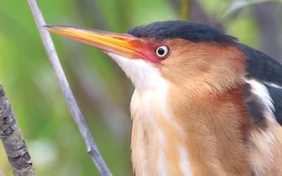 New report celebrates 25 years of Great Lakes Marsh Monitoring