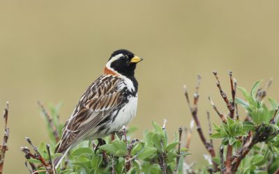 Changes to Migratory Bird Treaty Act would hurt birds: Speaking up from north of the border