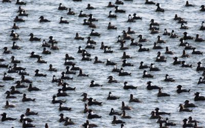 2019/20 Christmas Bird Count in Canada