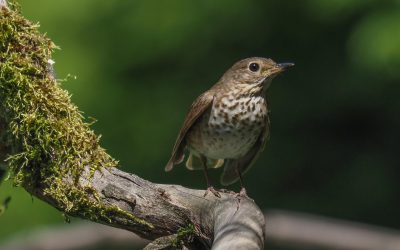 How many times does a Swainson’s Thrush sing in one day? I decided to find out.