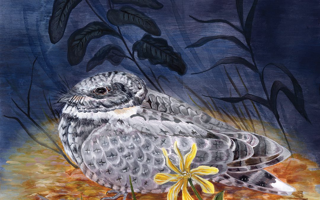 Thank you for being part of the 2020 Canadian Nightjar Survey