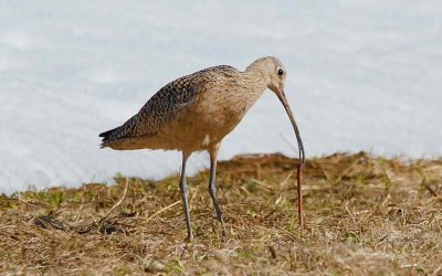 A curlew conservation community that cares