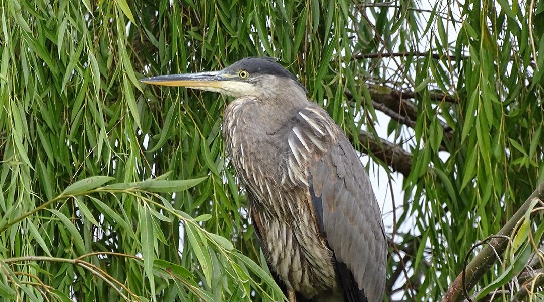 Celebrating and protecting the birds of Delta, BC