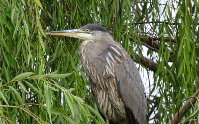 Celebrating and protecting the birds of Delta, BC