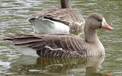 Volunteers needed to survey birds along the BC coast