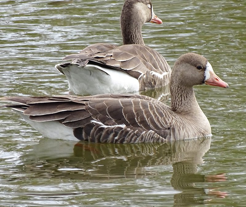 Volunteers needed to survey birds along the BC coast