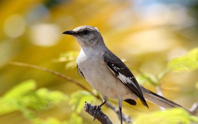 A victory for conservation partners and the Migratory Bird Treaty Act!