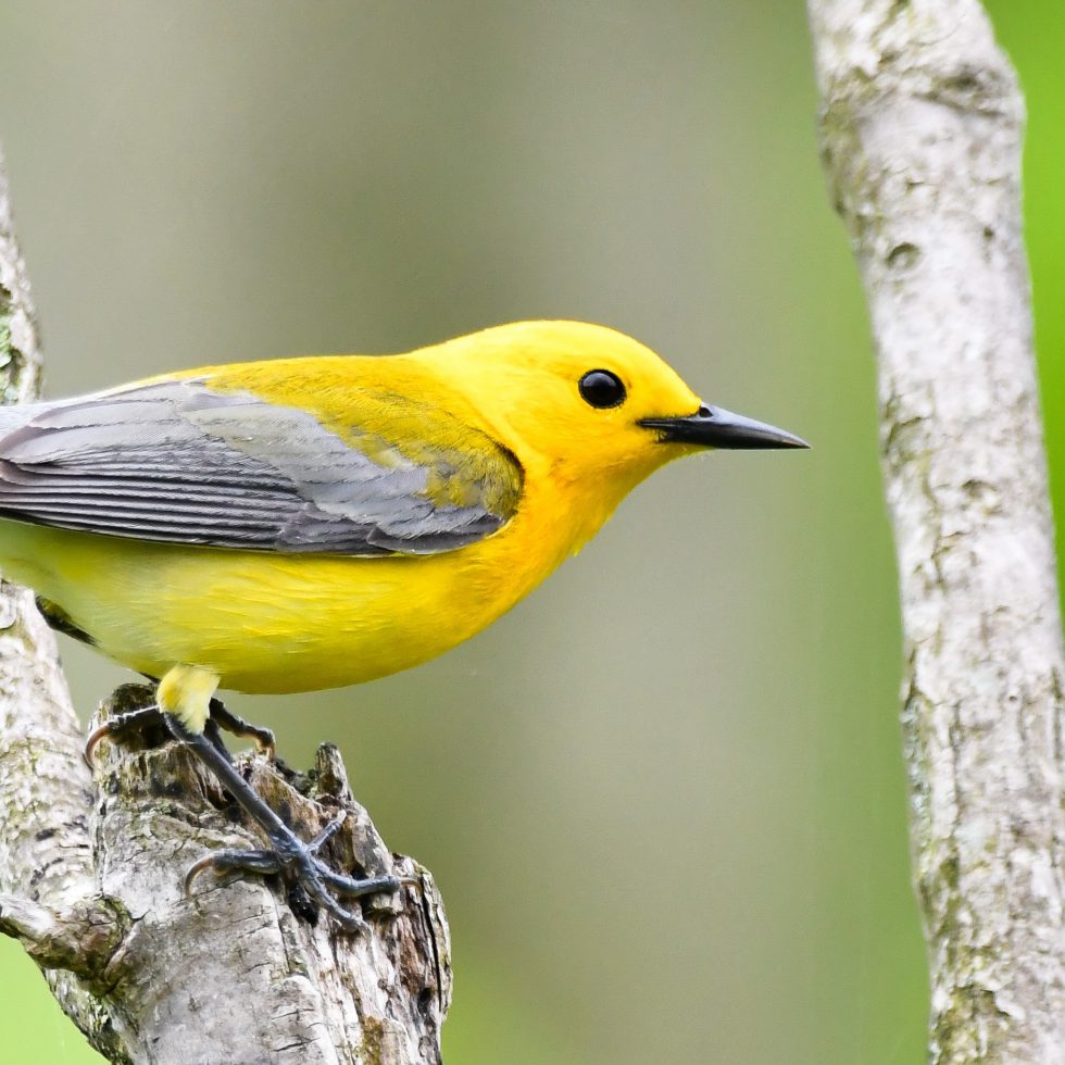 Ontario Forest Birds At Risk Program | Birds Canada | Oiseaux Canada