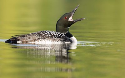 Days of our Loons: Common Loons lead complex lives