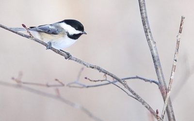 Important updates on the Christmas Bird Count and CBC4Kids