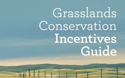 New Grasslands Conservation Incentives project to benefit Canadian ranchers and birds