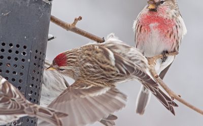 Keep entertained while snug at home this winter – join Project FeederWatch!