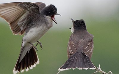 Calling all Ontario birders! Registration for Ontario Breeding Bird Atlas-3 is open.