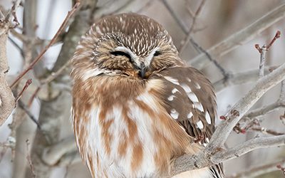 Nocturnal Owl Survey in the Atlantic region: already 20 years of data!