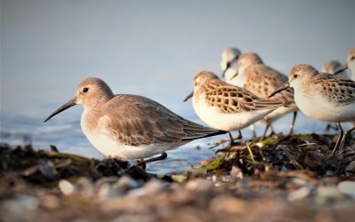 Hemisphere-wide collaboration to further understanding of migratory shorebird declines