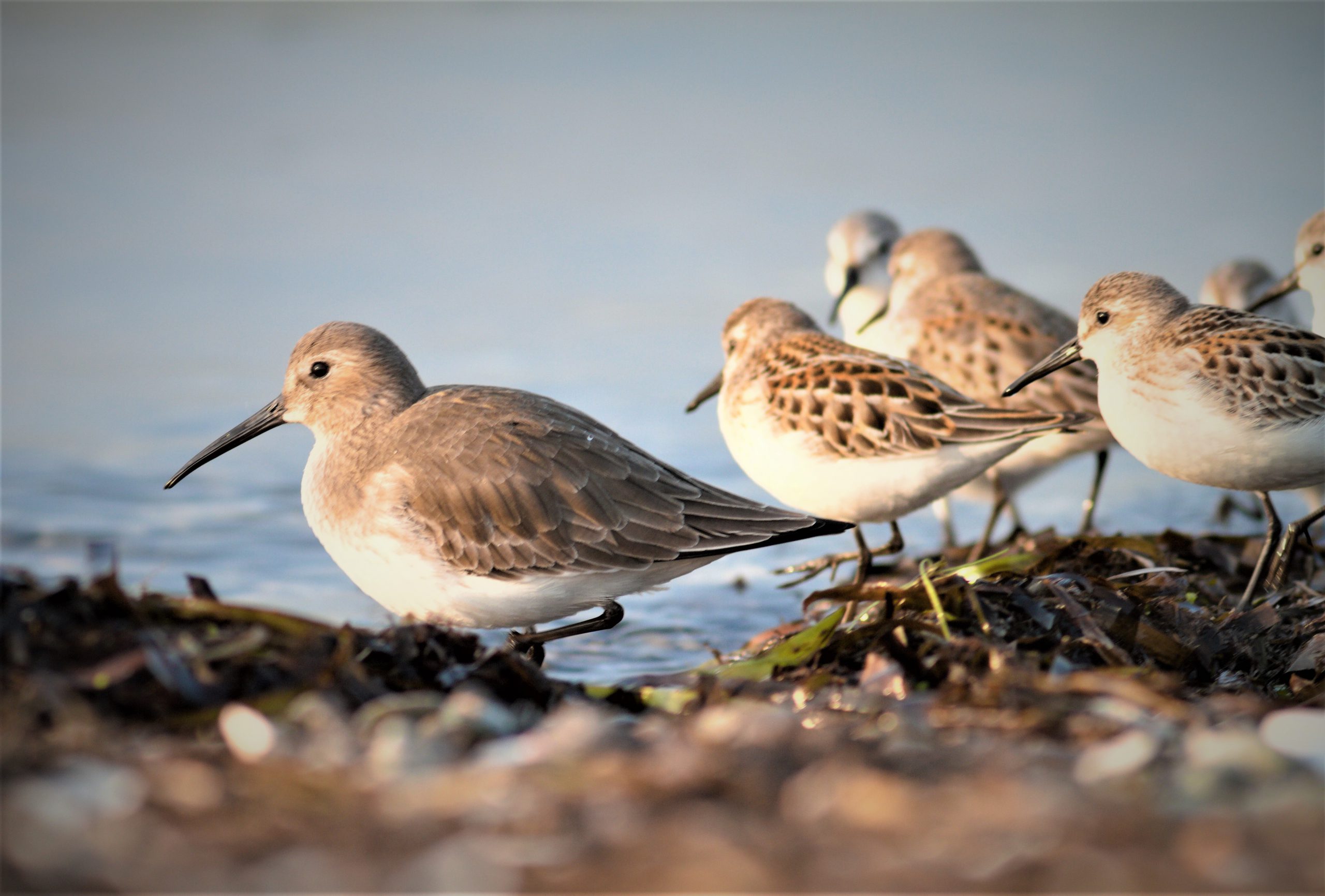 Shorebirds (Dunlin and Western Sandpipers) roosting