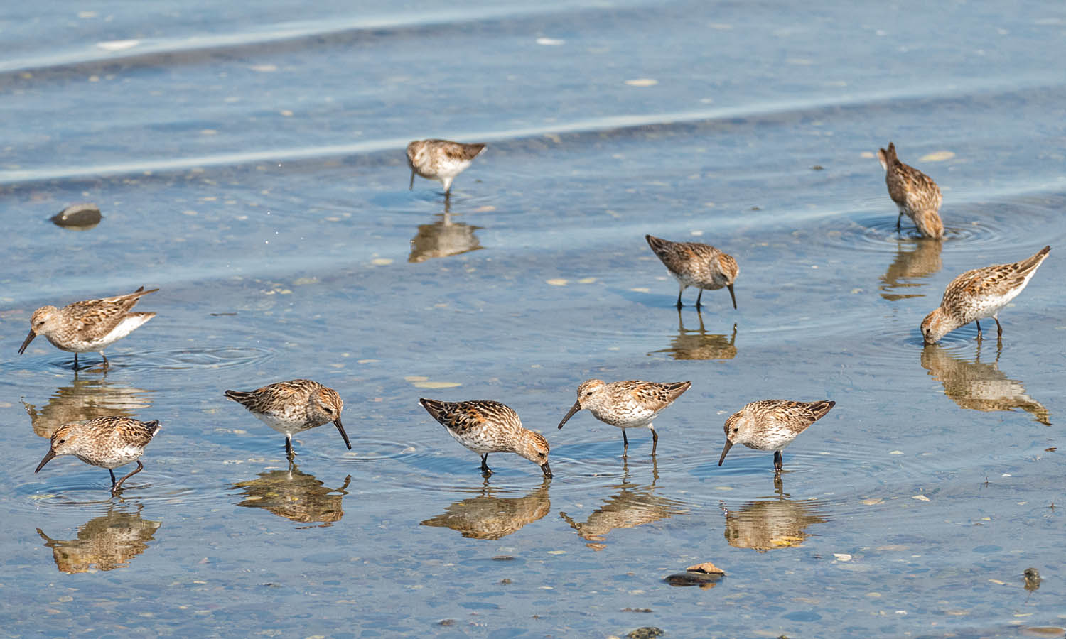 A group of Western Sandpipers feeding.
