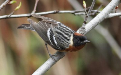 Citizen Scientists “Rock” the First Year of the Newfoundland Atlas