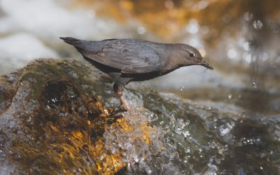 Birds Canada Winter Birds Photo Contest