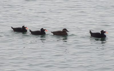 Valuable lessons learned from 20 years of Coastal Waterbird Surveys in BC