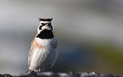 How will climate change and extreme weather impact alpine breeding birds?