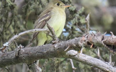 A flycatcher surprise and other Saskatchewan Atlas highlights for 2020