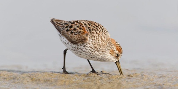 Western Sandpiper foraging on mudflats