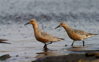 Recent Status Assessments of Four Bird Species by COSEWIC