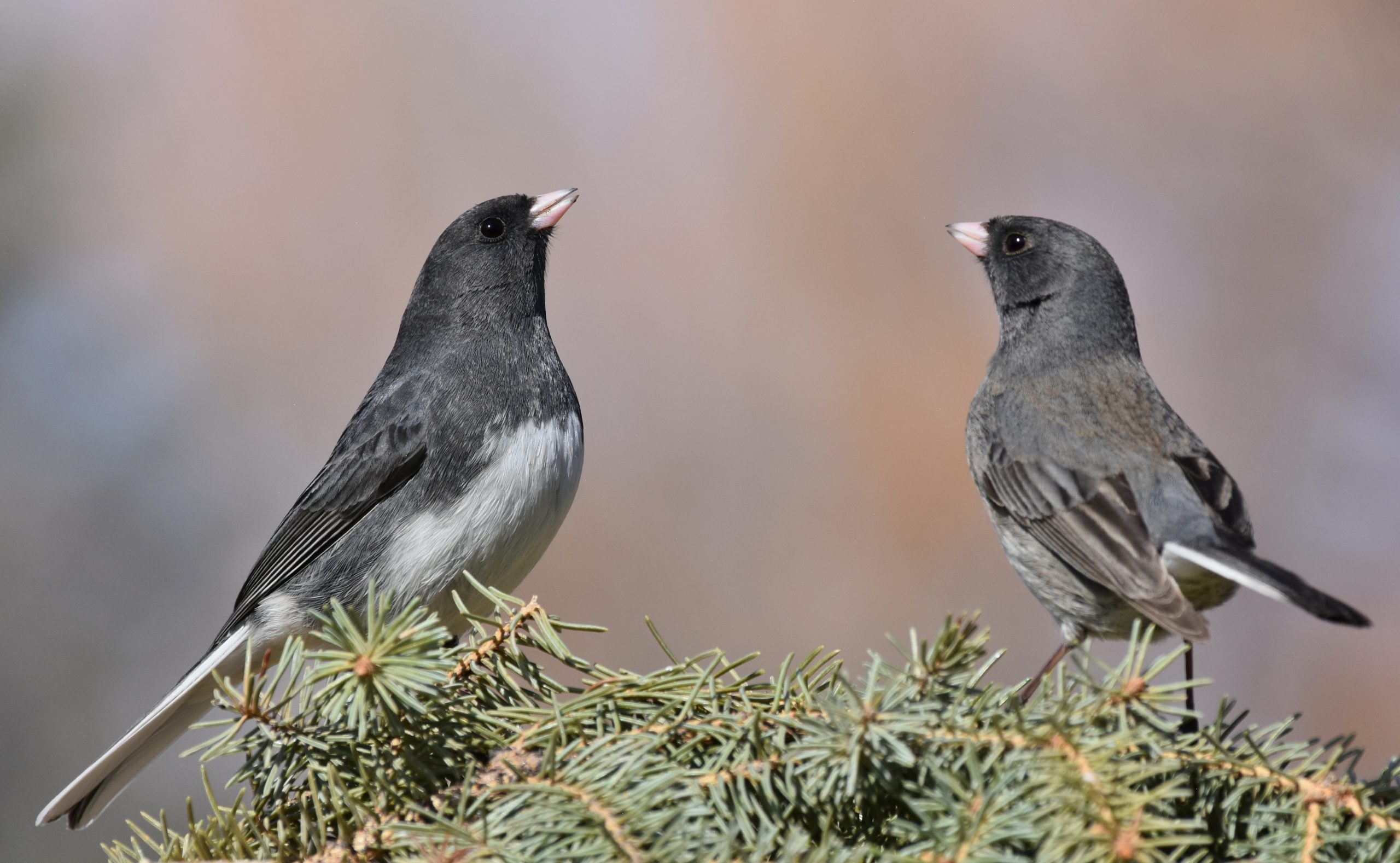 Two Dark-eyed Juncos on a top of a coniferous tree.