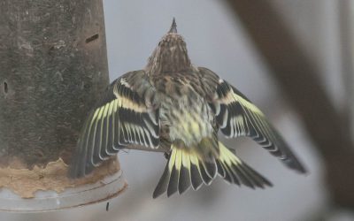 Immediate action required to assist feeder birds on the West Coast