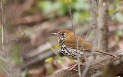 2020 Red List includes updates on forest songbirds and iconic raptors