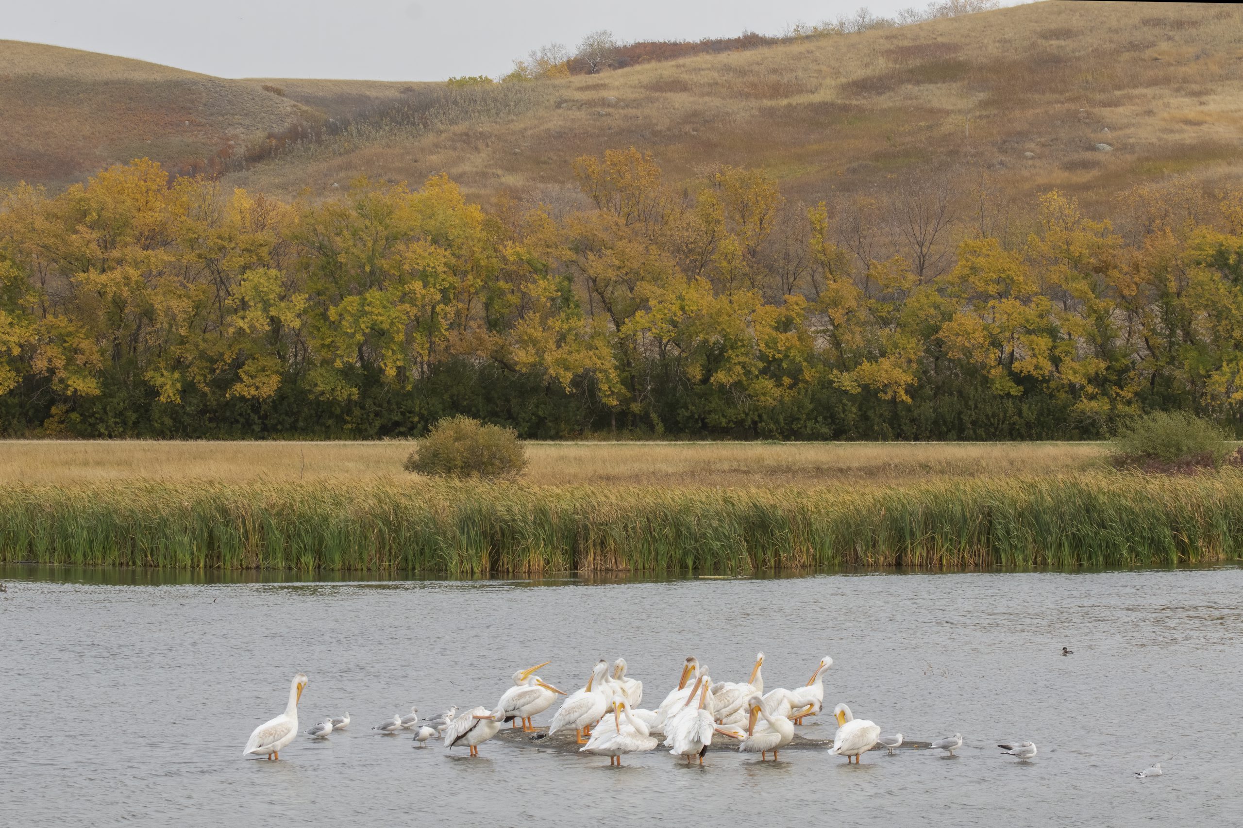 American White Pelicans, Ring-billed Gulls, and Bufflehead in a Saskatchewan Wetland