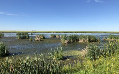 Eight ways to celebrate wetlands