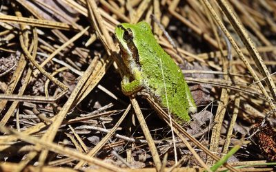 A new marsh monitoring program in British Columbia