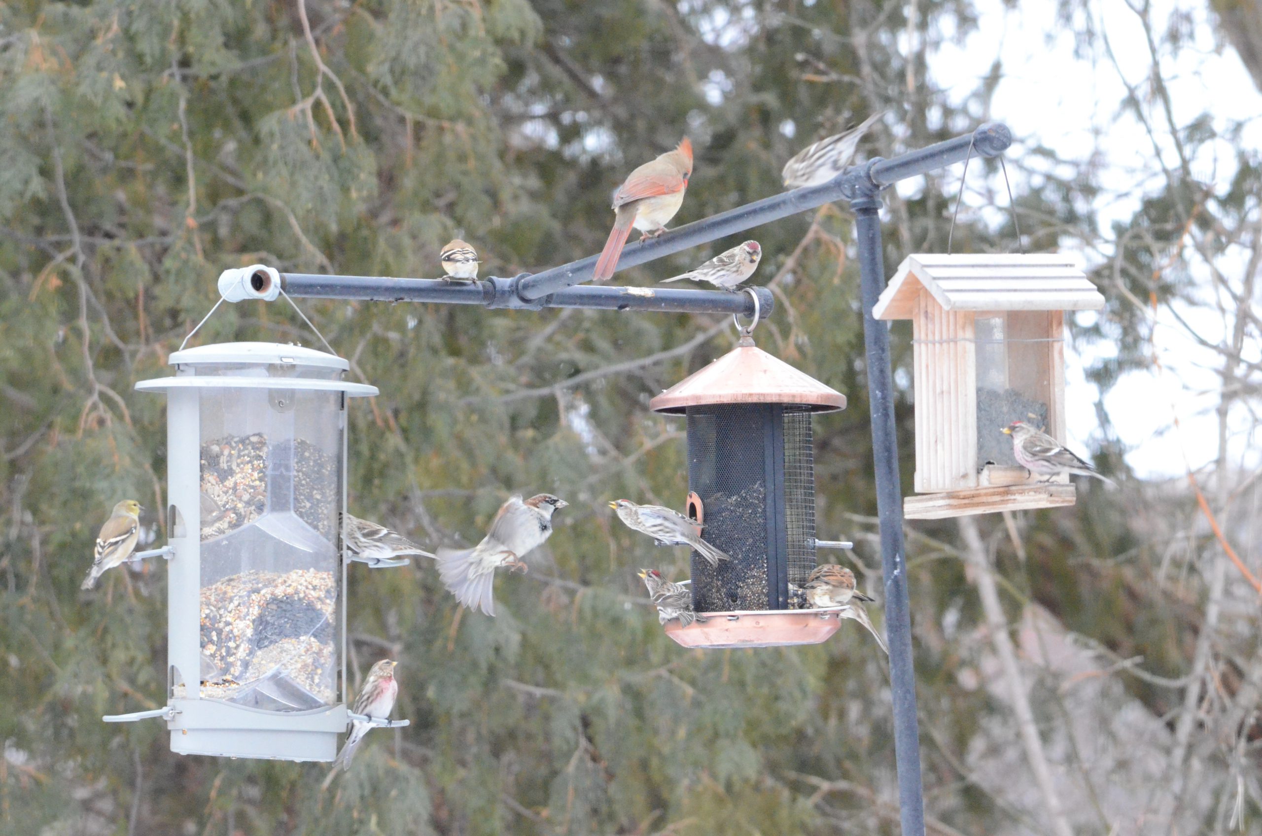 An assortment of small winter birds at a bird feeder station