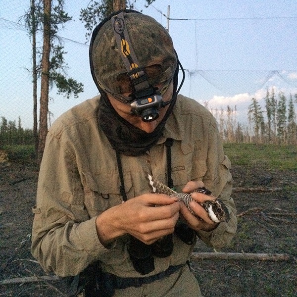 Researcher in the field holding a Common Nighthawk after removing it from a mist net