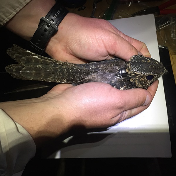 Researcher holding a Common Nighthawk after affixing a GPS tag to its back