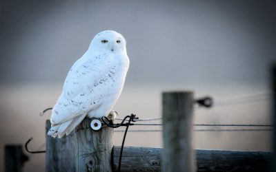 Owl observation tips for birders and photographers