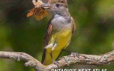 Welcome spring with the latest issue of BirdWatch Canada