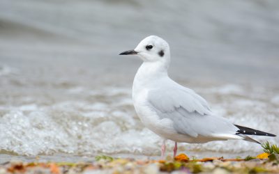 To all buoys and gulls: Thanks for flocking to Birds on the Niagara!