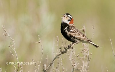 Prairies an ideal setting for an iconic cast of birds